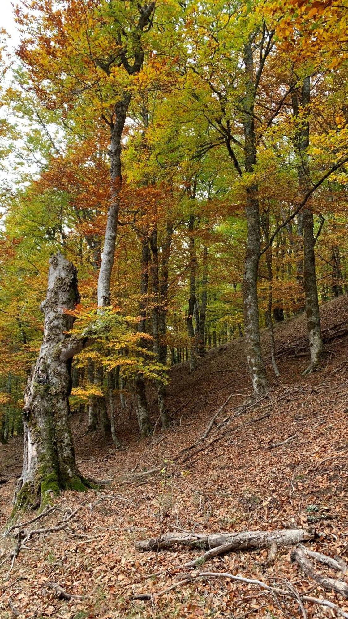 Al Viento, Alojamiento & Turismo Rural Pradena Del Rincon Dış mekan fotoğraf
