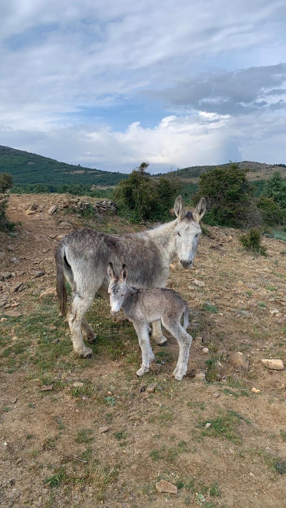 Al Viento, Alojamiento & Turismo Rural Pradena Del Rincon Dış mekan fotoğraf