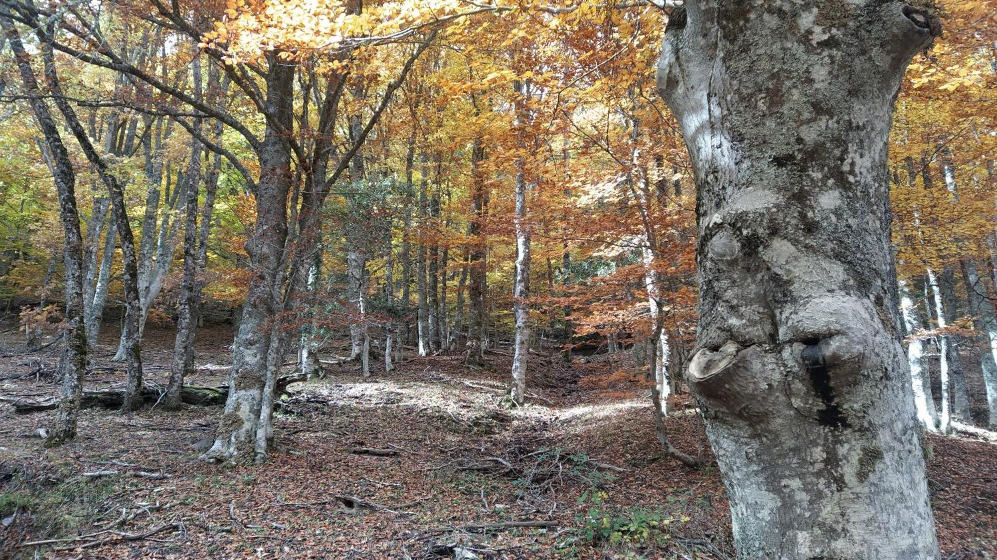 Al Viento, Alojamiento & Turismo Rural Pradena Del Rincon Dış mekan fotoğraf