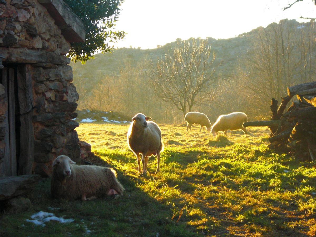 Al Viento, Alojamiento & Turismo Rural Pradena Del Rincon Dış mekan fotoğraf